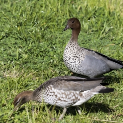 Chenonetta jubata (Australian Wood Duck) at Bruce, ACT - 13 Sep 2022 by AlisonMilton