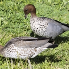 Chenonetta jubata at Bruce, ACT - 13 Sep 2022 08:51 AM