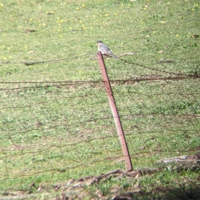 Cacomantis flabelliformis (Fan-tailed Cuckoo) at Barnawartha, VIC - 13 Sep 2022 by Darcy