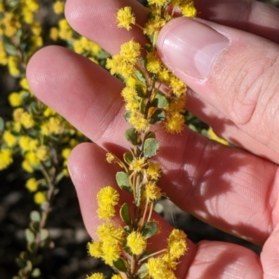 Acacia acinacea (Gold Dust Wattle) at Barnawartha, VIC - 13 Sep 2022 by Darcy