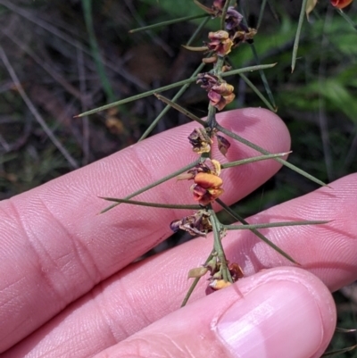 Daviesia genistifolia (Broom Bitter Pea) at Chiltern, VIC - 13 Sep 2022 by Darcy