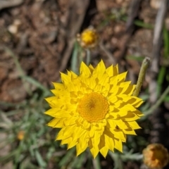 Leucochrysum albicans subsp. albicans (Hoary Sunray) at Chiltern, VIC - 13 Sep 2022 by Darcy