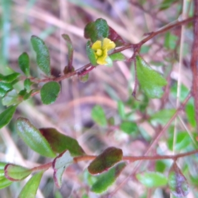 Hibbertia empetrifolia subsp. empetrifolia at Stroud, NSW - 3 Sep 2022 by MaartjeSevenster