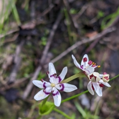 Wurmbea dioica subsp. dioica (Early Nancy) at Barnawartha, VIC - 13 Sep 2022 by Darcy