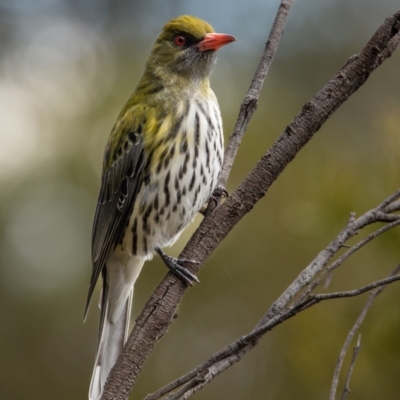 Oriolus sagittatus (Olive-backed Oriole) at Mount Majura - 13 Sep 2022 by Boagshoags