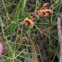 Daviesia genistifolia (Broom Bitter Pea) at Barnawartha, VIC - 13 Sep 2022 by Darcy