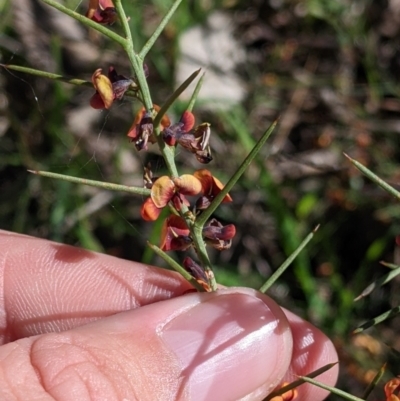 Daviesia genistifolia (Broom Bitter Pea) at Barnawartha, VIC - 13 Sep 2022 by Darcy