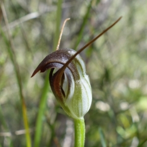 Pterostylis pedunculata at Stromlo, ACT - 13 Sep 2022