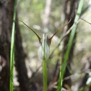 Pterostylis pedunculata at Stromlo, ACT - 13 Sep 2022