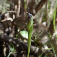 Pterostylis pedunculata at Stromlo, ACT - 13 Sep 2022