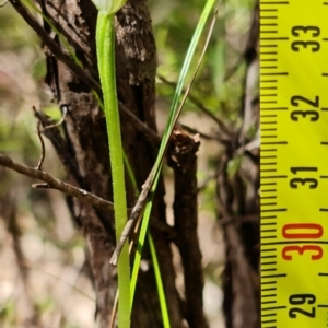 Pterostylis pedunculata at Stromlo, ACT - 13 Sep 2022