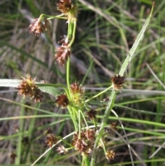 Luzula densiflora (Dense Wood-rush) at Hawker, ACT - 13 Sep 2022 by pinnaCLE