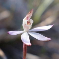 Caladenia fuscata (Dusky Fingers) at Stromlo, ACT - 13 Sep 2022 by RobG1