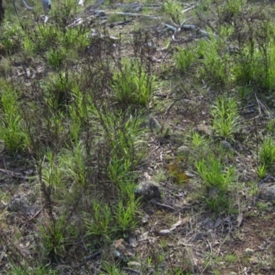 Xerochrysum viscosum (Sticky Everlasting) at Hawker, ACT - 13 Sep 2022 by pinnaCLE