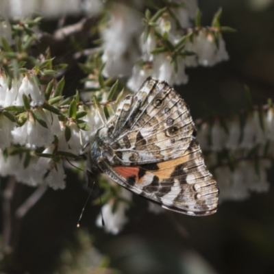 Vanessa kershawi (Australian Painted Lady) at Gossan Hill - 13 Sep 2022 by AlisonMilton