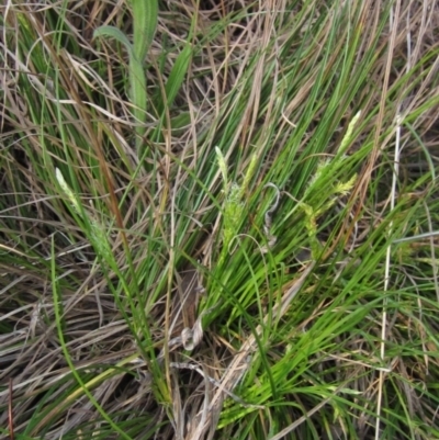 Carex breviculmis (Short-Stem Sedge) at The Pinnacle - 13 Sep 2022 by pinnaCLE