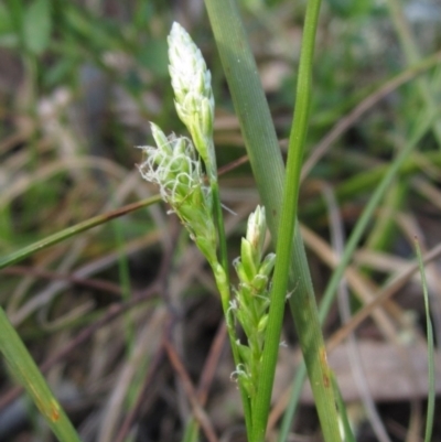 Carex breviculmis (Short-Stem Sedge) at Hawker, ACT - 13 Sep 2022 by pinnaCLE