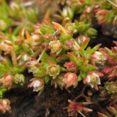 Crassula decumbens var. decumbens (A Stonecrop) at Weetangera, ACT - 5 Sep 2022 by pinnaCLE