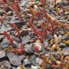 Crassula sieberiana (Austral Stonecrop) at The Pinnacle - 5 Sep 2022 by pinnaCLE