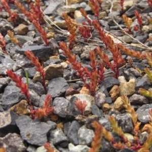 Crassula sieberiana at Weetangera, ACT - 5 Sep 2022 10:54 AM