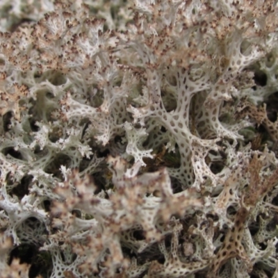 Cladia corallaizon at The Pinnacle - 9 Sep 2022 by pinnaCLE