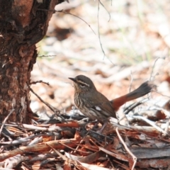 Hylacola cauta (Shy Heathwren) at Mount Hope, NSW - 6 Sep 2022 by Harrisi