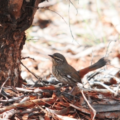 Hylacola cauta (Shy Heathwren) at Mount Hope, NSW - 6 Sep 2022 by Harrisi