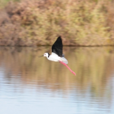 Himantopus leucocephalus (Pied Stilt) at Lake Cargelligo, NSW - 5 Sep 2022 by Harrisi