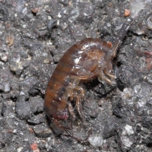 Amphipod (order Amphipoda, family Talitridae) at Acton, ACT - 11 Sep 2022