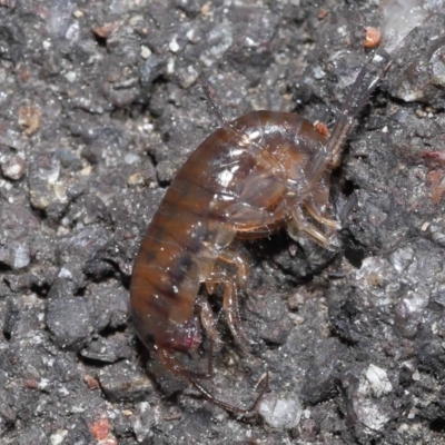 Amphipod (order Amphipoda, family Talitridae) (Lawn shrimp, landhopper) at ANBG - 11 Sep 2022 by TimL