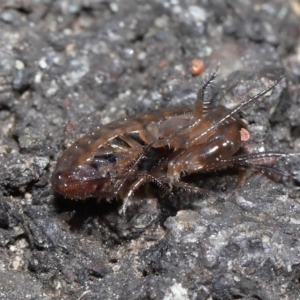 Amphipod (order Amphipoda, family Talitridae) at Acton, ACT - 11 Sep 2022