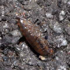 Amphipod (order Amphipoda, family Talitridae) at Acton, ACT - 11 Sep 2022 10:45 AM