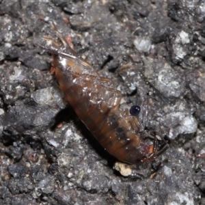 Amphipod (order Amphipoda, family Talitridae) at Acton, ACT - 11 Sep 2022