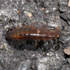 Amphipod (order Amphipoda, family Talitridae) at Acton, ACT - 11 Sep 2022