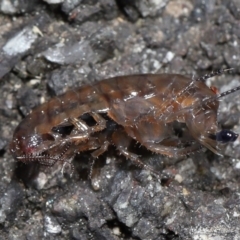 Amphipod (order Amphipoda, family Talitridae) at Acton, ACT - 11 Sep 2022 10:45 AM