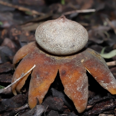 Astraeus hygrometricus (Barometer Earthstar) at Evatt, ACT - 9 Sep 2022 by TimL