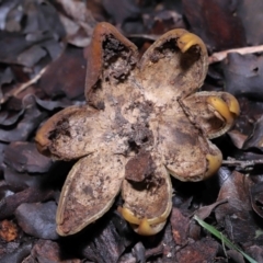 Astraeus hygrometricus at Evatt, ACT - 9 Sep 2022 02:30 PM