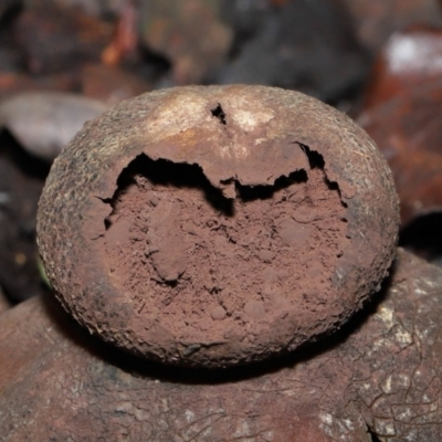 Astraeus hygrometricus (Barometer Earthstar) at Evatt, ACT - 9 Sep 2022 by TimL