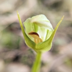 Pterostylis curta (Blunt Greenhood) at Paddys River, ACT - 7 Sep 2022 by BelindaWilson