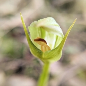 Pterostylis curta at Paddys River, ACT - 7 Sep 2022