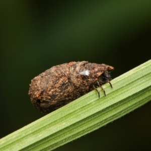 Cryptocephalinae (sub-family) at Murrumbateman, NSW - 13 Sep 2022