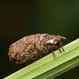 Cryptocephalinae (sub-family) at Murrumbateman, NSW - 13 Sep 2022