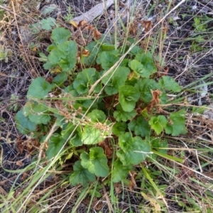 Pelargonium sp. at Cooma, NSW - 13 Sep 2022