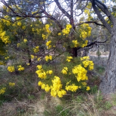 Acacia decurrens (Green Wattle) at Cooma North Ridge Reserve - 13 Sep 2022 by mahargiani