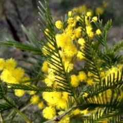 Acacia decurrens at Cooma, NSW - 13 Sep 2022