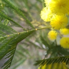 Acacia decurrens at Cooma, NSW - 13 Sep 2022