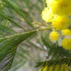 Acacia decurrens at Cooma, NSW - 13 Sep 2022