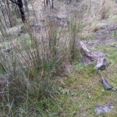 Juncus (genus) (A Rush) at Cooma, NSW - 13 Sep 2022 by mahargiani