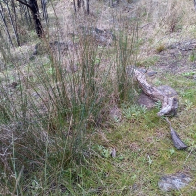 Juncus (genus) (A Rush) at Cooma, NSW - 13 Sep 2022 by mahargiani