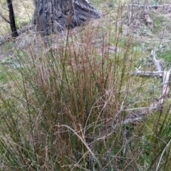 Juncus sp. at Cooma, NSW - 13 Sep 2022 02:21 PM